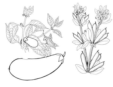 Aubergine  Coloring Page